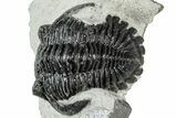 Detailed Hollardops Trilobite Fossil - Ofaten, Morocco #311127-2